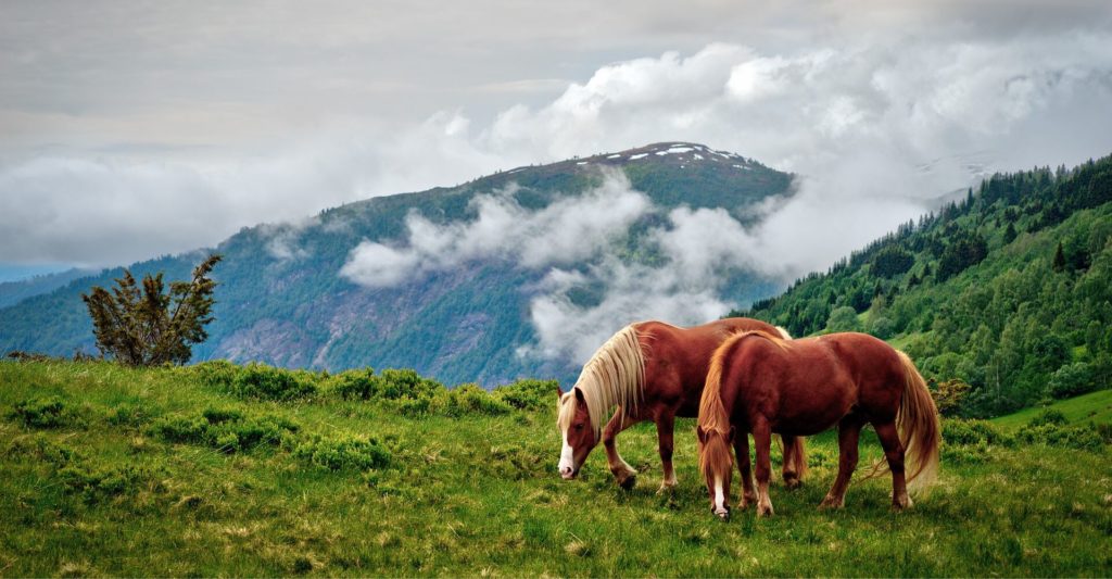 Trail Rides